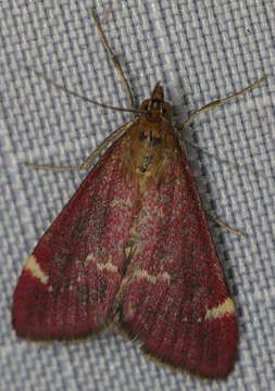 Image of Pyrausta grotei Munroe 1876