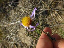 Image of Amellus tenuifolius Burm. fil.