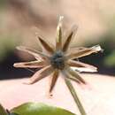 Image of Troglophyton capillaceum subsp. diffusum (DC.) Hilliard