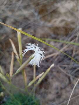 Image of Dianthus volgicus Juzepczuk