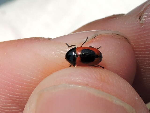 Cryptocephalus notatus Fabricius 1787 resmi