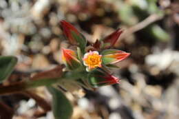 Image of Echeveria pulvinata Rose