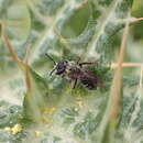 Imagem de Andrena wollastoni Cockerell 1922