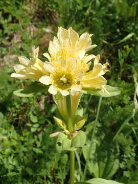 Imagem de Gentiana burseri subsp. burseri