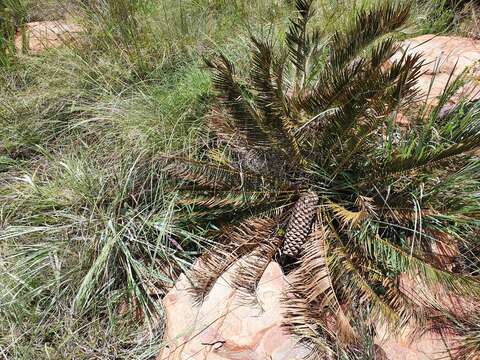 Image of Dwarf Cycad