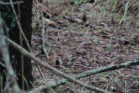 Image of Barred Buttonquail