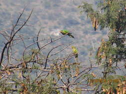 Image of Eupsittula Bonaparte 1853