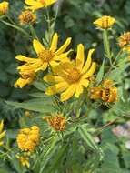 Image of Bidens polylepis S. F. Blake