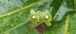 Image of Matelea campechiana (Standl.) R. E. Woodson