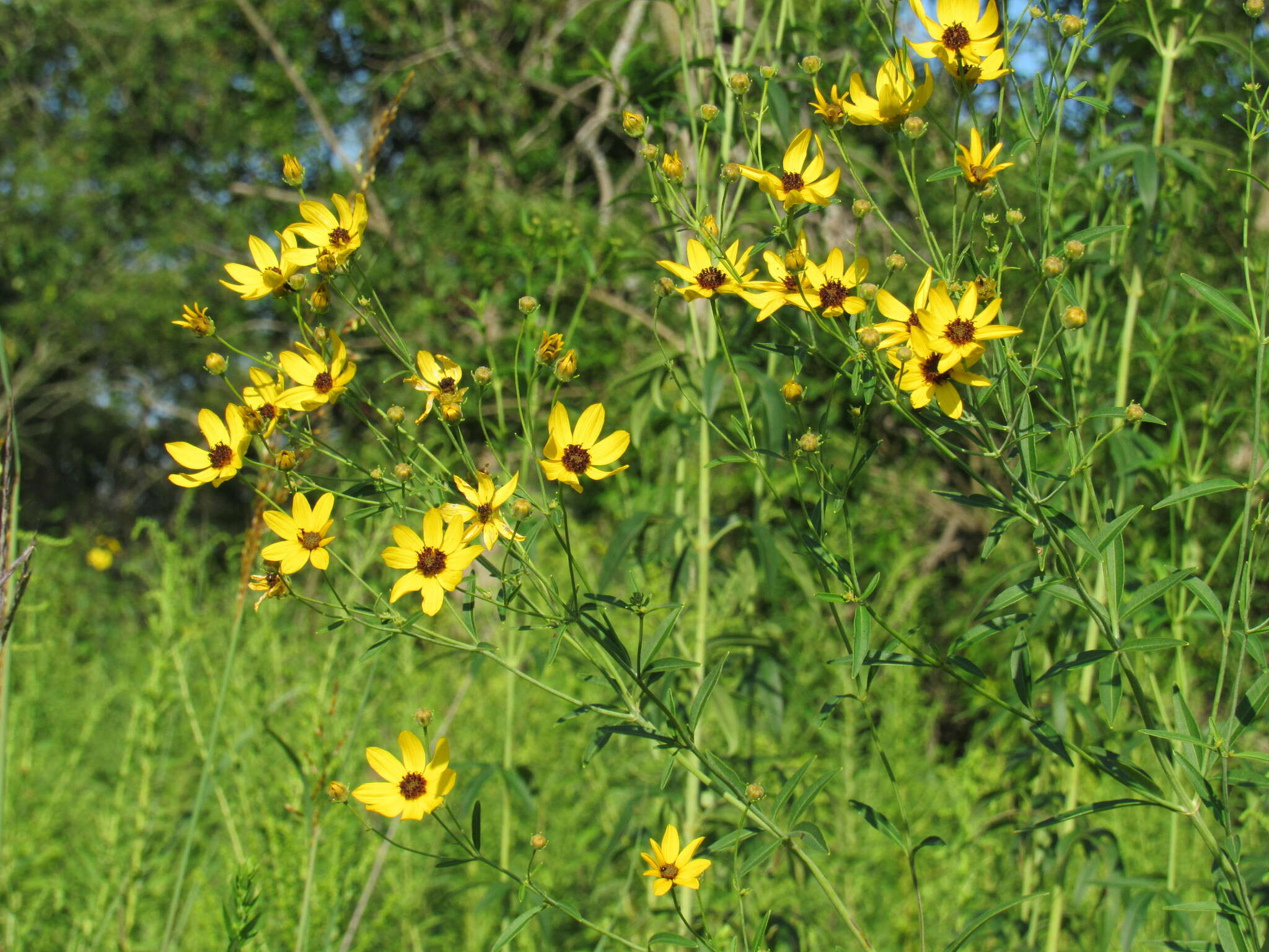 Image of tall tickseed