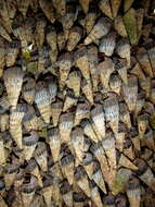 Image of truncated mangrove snail