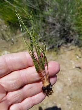 Image of Limestone Quillwort