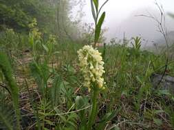 Image de Dactylorhiza romana subsp. georgica (Klinge) Soó ex Renz & Taubenheim