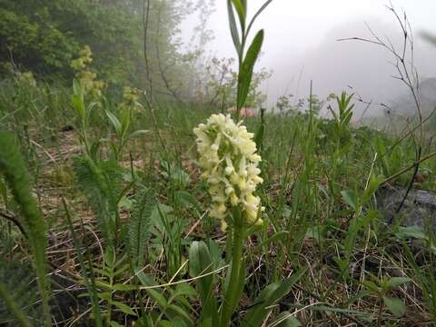 Image of Dactylorhiza romana subsp. georgica (Klinge) Soó ex Renz & Taubenheim