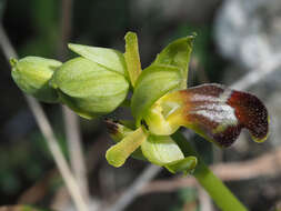 Image of Ophrys fusca subsp. cinereophila (Paulus & Gack) Faurh.