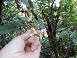 Image of Begonia meyeri-johannis Engl.