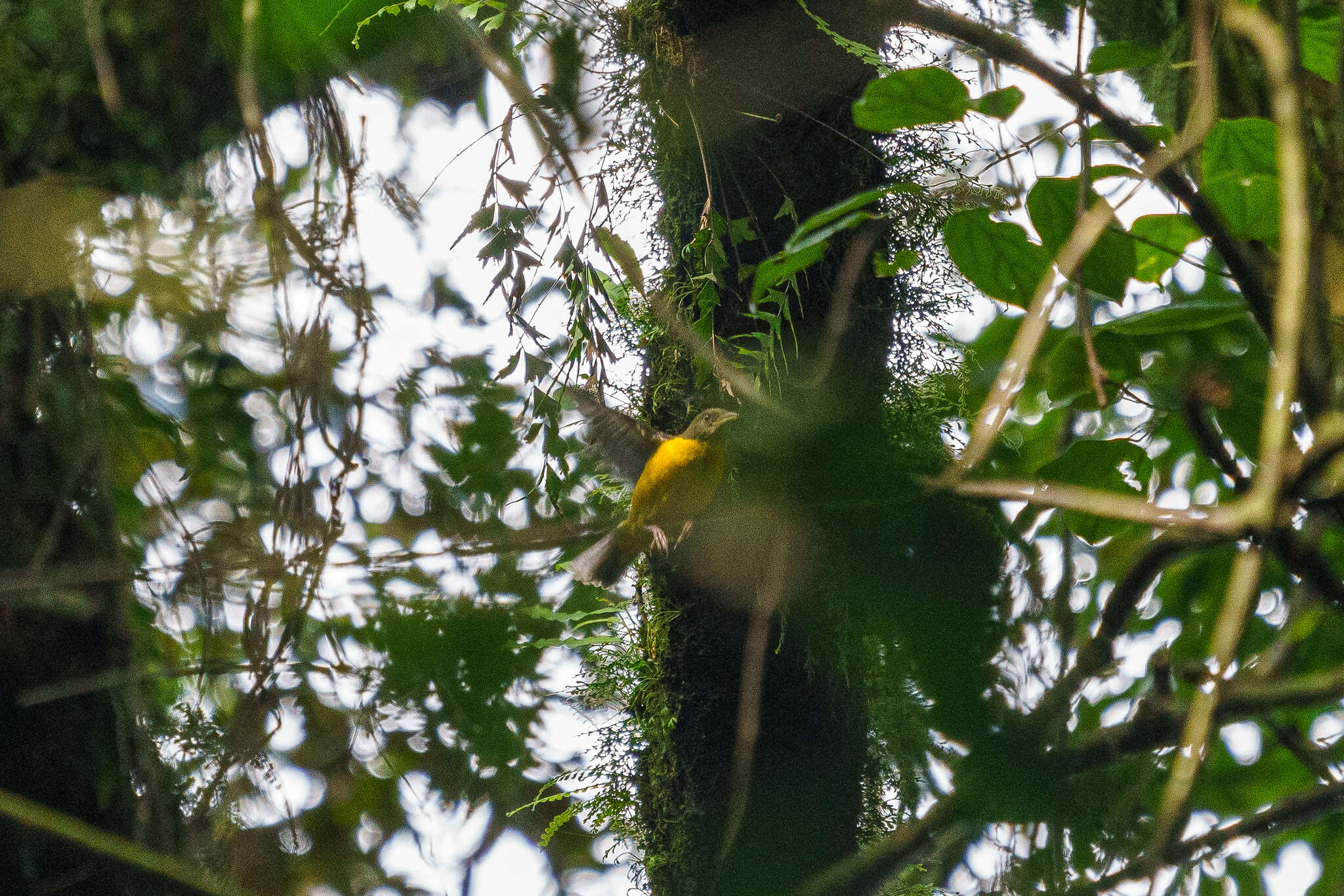 Image of Dark-backed Weaver