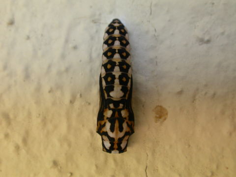Image of Garden Acraea