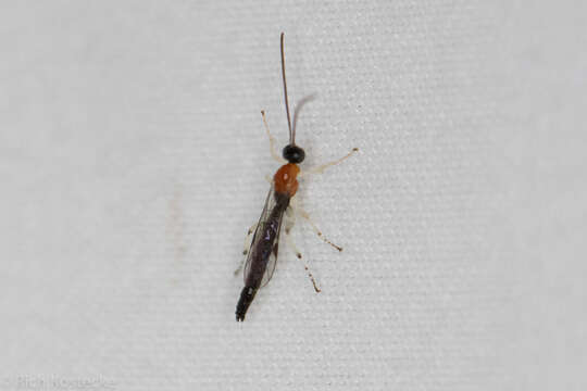 Image of Parasitoid wasp