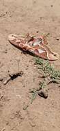 Image of Rothchild's Atlas Moth