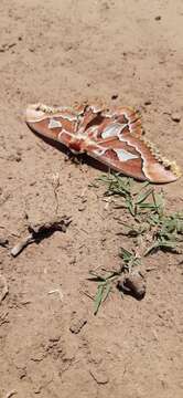 Image of Rothchild's Atlas Moth