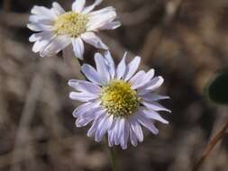 Heteropappus ciliosus (Turcz.) Y. Ling resmi