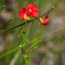 Image of Chorizema dicksonii Graham