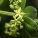 Image of Rubia tenuifolia subsp. tenuifolia
