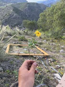 Imagem de Coreopsis queretarensis B. L. Turner