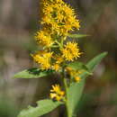 Image of showy goldenrod