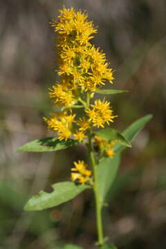 Image of showy goldenrod