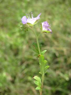 Phacelia austrotexana (J. A. Moyer) B. L. Turner的圖片