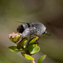 Image of Meomyia albiceps (Macquart 1848)