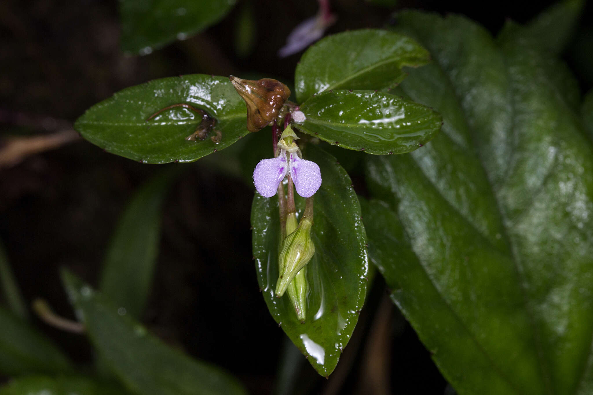 Image of Impatiens minor (DC.) S. S. R. Bennet