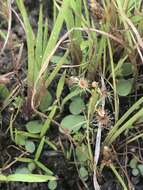 Image of Drosera banksii R. Br. ex DC.