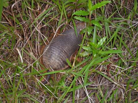 Image of naked-tailed armadillos