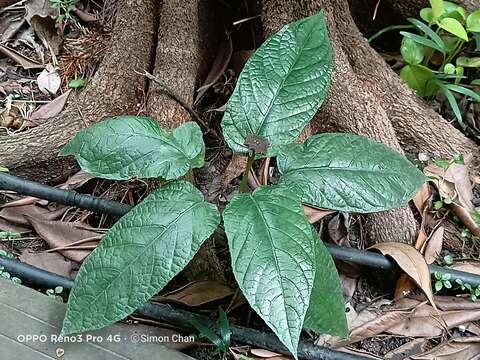 Image of Dorstenia bahiensis Kl.