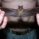 Image of Fawn Horseshoe-bat