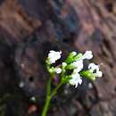 Plancia ëd Valeriana deltoidea F. G. Meyer