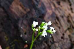 Image of Valeriana deltoidea F. G. Meyer