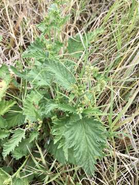 Image of Tragia geraniifolia Klotzsch ex Müll. Arg.