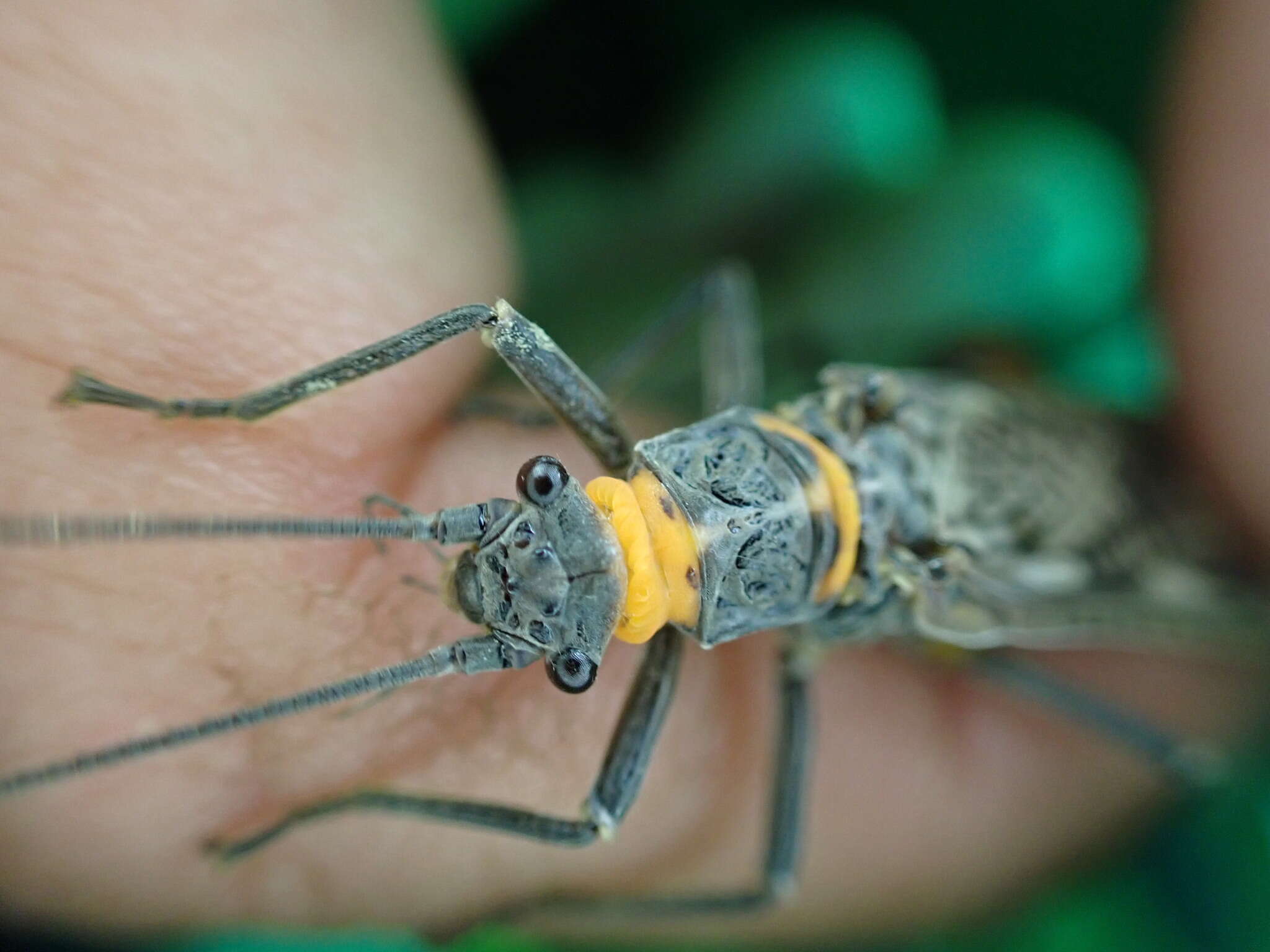 Image of Midwestern Salmonfly