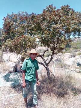 Image of Asteropeia densiflora Baker