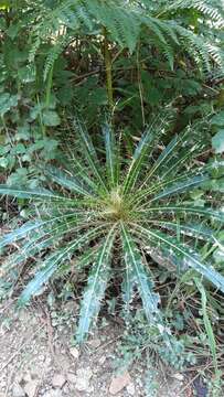 Image of Ptilostemon casabonae (L.) Greuter