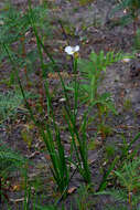 Imagem de Diplarrena moraea Labill.