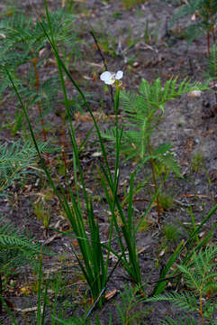 Imagem de Diplarrena moraea Labill.