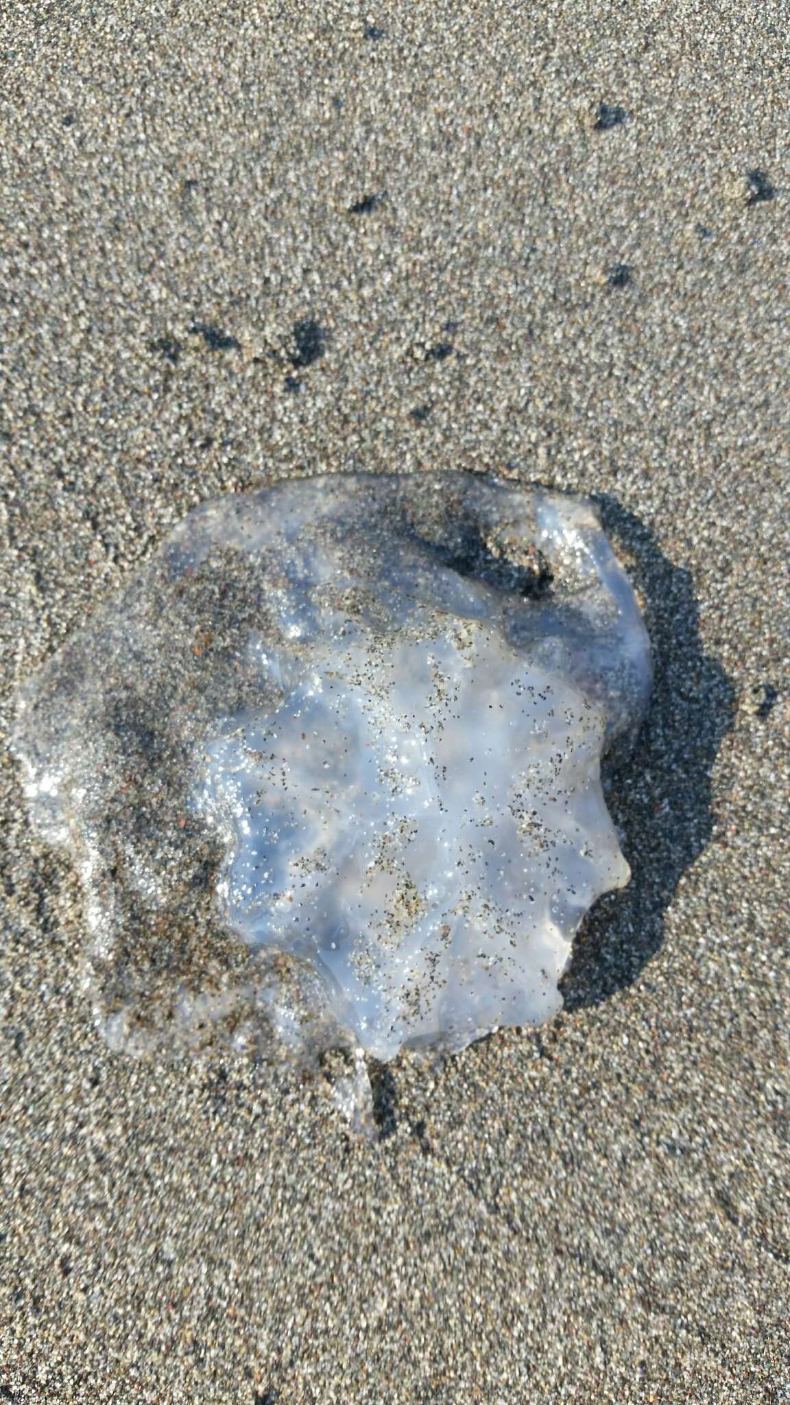 Image of barrel jellyfish