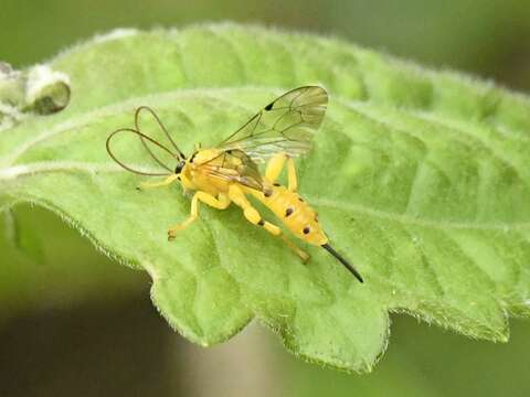 Image of Parasitoid wasp