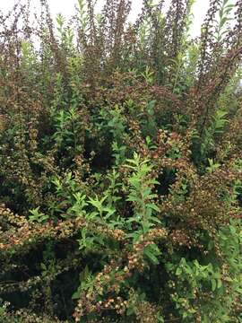 Imagem de Spiraea thunbergii Sieb. ex Bl.