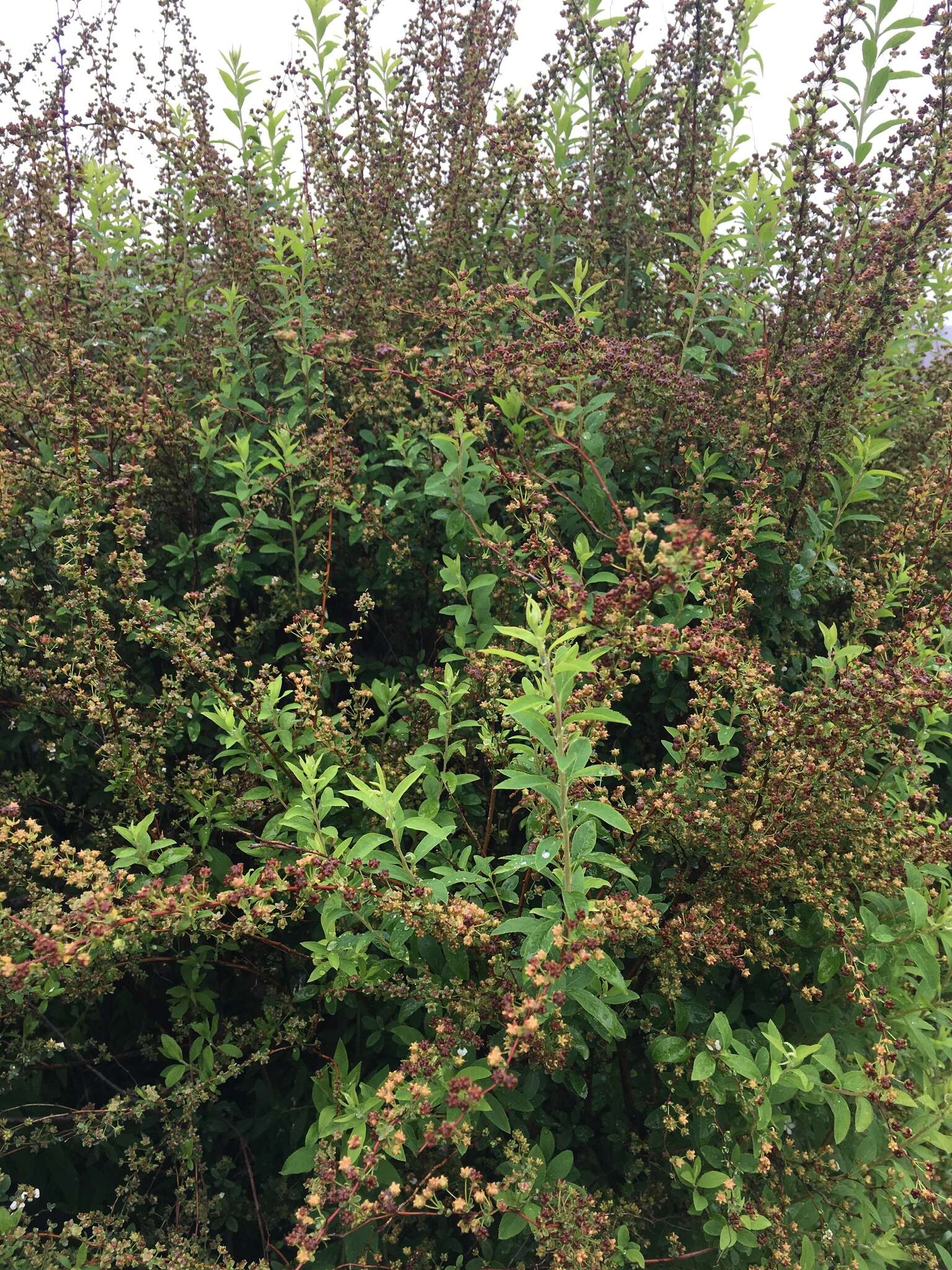 Image de Spiraea thunbergii Sieb. ex Bl.